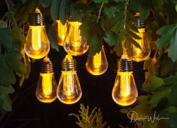 Don-Wales-Still-Life-14